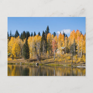 Carte Postale Aspens d'automne à Glacier Springs