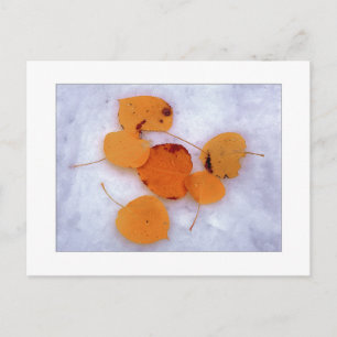 Carte Postale "Aspens de la neige"