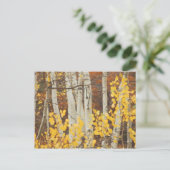 Carte Postale Aspens en automne (Debout devant)