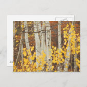 Carte Postale Aspens en automne (Devant / Derrière)