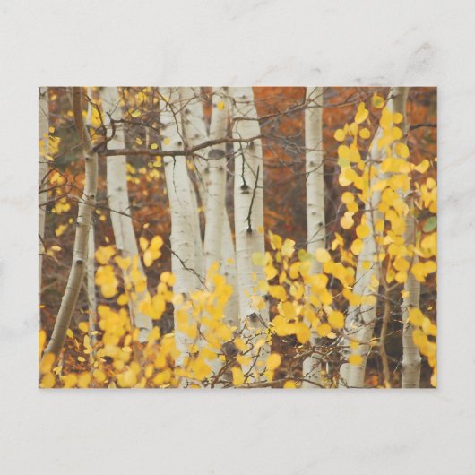 Carte Postale Aspens en automne (Devant)