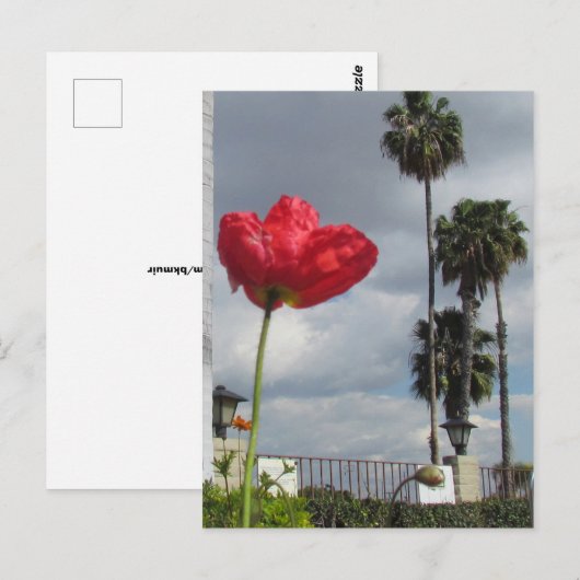 Carte postale - Aspirations de coquelicot (Devant / Derrière)