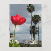 Carte postale - Aspirations de coquelicot (Devant)