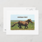 Carte Postale Assateague Island (logo de l'étalon courant) (Devant / Derrière)