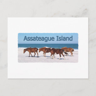 Carte Postale Assateague Island (poneys sur le logo de la plage)