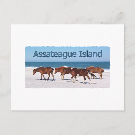 Carte Postale Assateague Island (poneys sur le logo de la plage) (Devant)