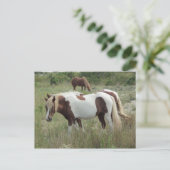 Carte Postale Assateague Ponies (Debout devant)
