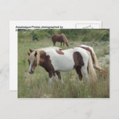 Carte Postale Assateague Ponies (Devant / Derrière)