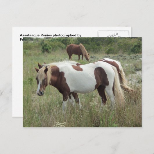 Carte Postale Assateague Ponies (Devant / Derrière)