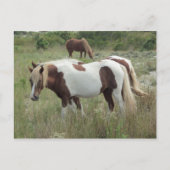 Carte Postale Assateague Ponies (Devant)