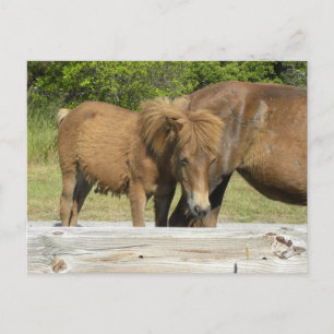 Carte Postale Assateague poulain