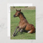 Carte Postale Asseoir le poulain arabe (Devant / Derrière)