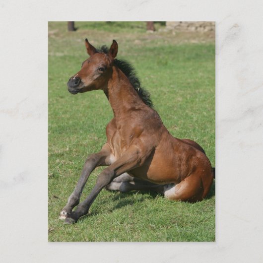 Carte Postale Asseoir le poulain arabe (Devant)