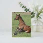 Carte Postale Asseoir le poulain arabe (Debout devant)