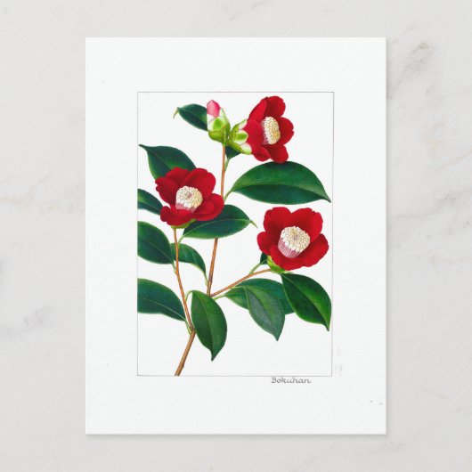 Carte Postale Assiette Camellia : Bokuhan (Devant)