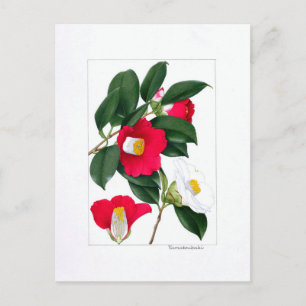 Carte Postale Assiette Camellia : Yamatsubaki