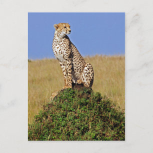Carte Postale Assis Cheetah