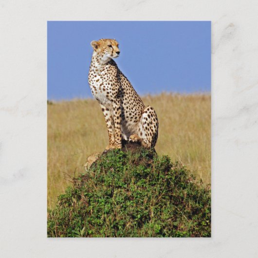 Carte Postale Assis Cheetah (Devant)