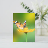 Carte Postale Assis petit papillon sur une fleur (Debout devant)