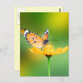 Carte Postale Assis petit papillon sur une fleur (Devant / Derrière)