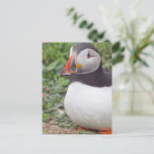 Carte Postale Assis Puffin à Skomer Island (Debout devant)