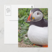 Carte Postale Assis Puffin à Skomer Island (Devant / Derrière)