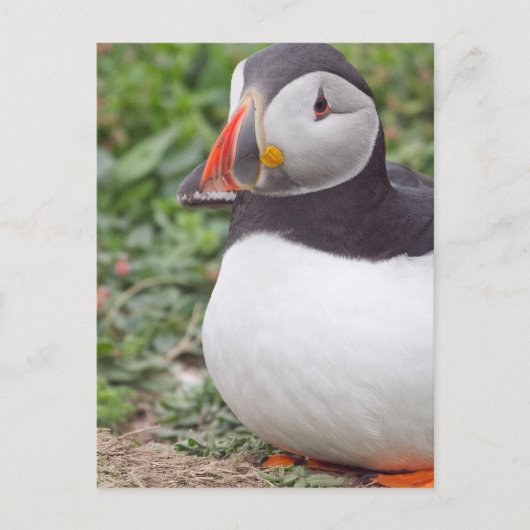 Carte Postale Assis Puffin à Skomer Island (Devant)