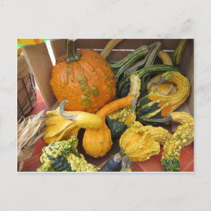 Carte Postale Assortiment Gourd