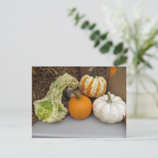 Carte Postale Assortiment Gourd (Debout devant)
