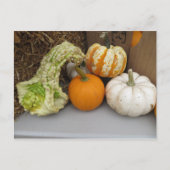 Carte Postale Assortiment Gourd (Devant)