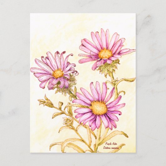 Carte Postale Aster à fleur d'eau aquarelle botanique (Devant)