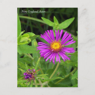 Carte postale Aster Symphotrichum Nouvelle-Anglete