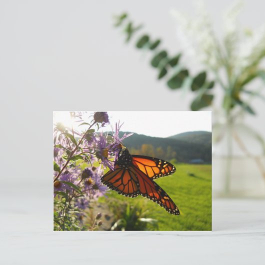 Carte Postale Aster Visitor (Debout devant)