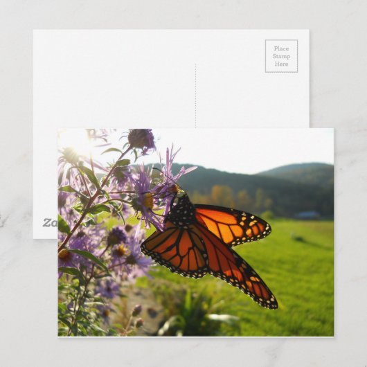 Carte Postale Aster Visitor (Devant / Derrière)