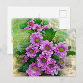 Carte Postale Astéracées roses (Devant / Derrière)