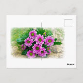 Carte Postale Astéracées roses (Dos)