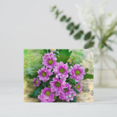 Carte Postale Astères roses (Debout devant)