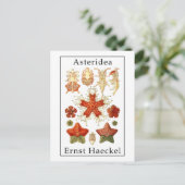 Carte Postale Astéridée par Ernst Haeckel (Debout devant)