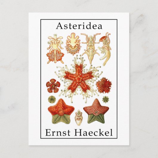 Carte Postale Astéridée par Ernst Haeckel (Devant)
