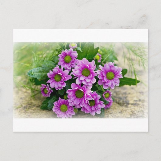 Carte postale Asters (Devant)