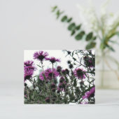 Carte Postale Asters avec Arrière - plan blanc (Debout devant)