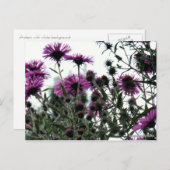 Carte Postale Asters avec Arrière - plan blanc (Devant / Derrière)
