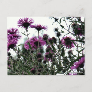 Carte Postale Asters avec Arrière - plan blanc