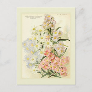 Carte Postale Asters (marais de Michaelmas)