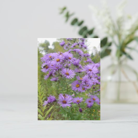 Carte Postale Asters pourpres (Debout devant)