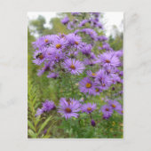 Carte Postale Asters pourpres (Devant)