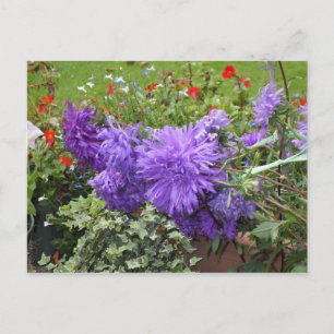 Carte Postale Asters pourpres et Ivy