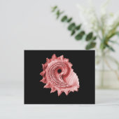 Carte Postale Astraea heliotropium (Debout devant)