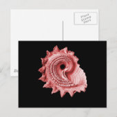 Carte Postale Astraea heliotropium (Devant / Derrière)