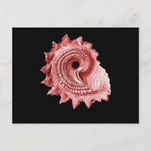 Carte Postale Astraea heliotropium
